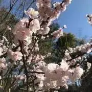 HANAの画像