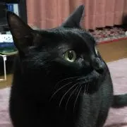 くろねこの画像