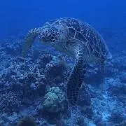 あゅの画像
