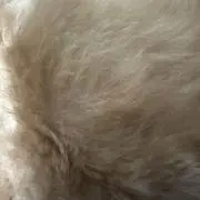 ki_____の画像