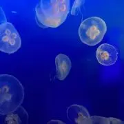 anemone19