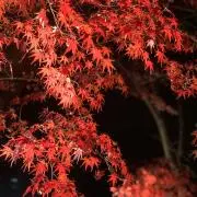 haru福岡の画像