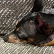 あこの画像