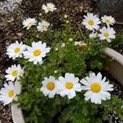 mimi♪の画像