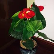 ピノの画像