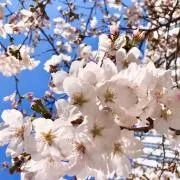 Yumekoronの画像