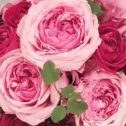 Pinkの画像
