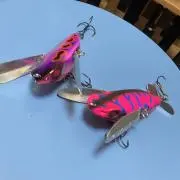 オセラリス52の画像