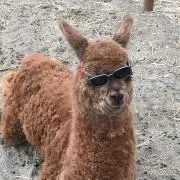 みか