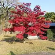 ももたんの画像