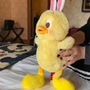 ゴンちゃんの画像