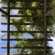 マフッドの画像