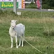 ヤギさんの画像
