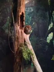 モカの画像