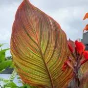 りょ
