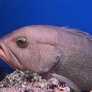 もりもり