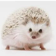 ハリネズミ