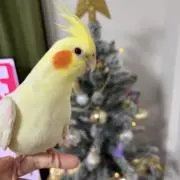 みくりきんとん