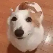 翔の画像
