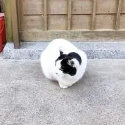 うめの画像