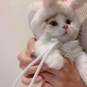 ちょこの画像