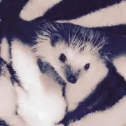 きよ
