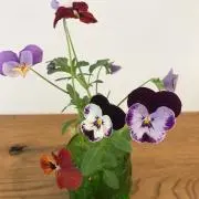 なえの画像