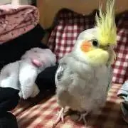 まあさ