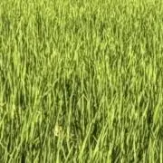 Ririの画像