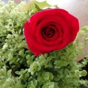 サリーの画像