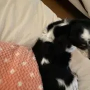 Kitten.tの画像