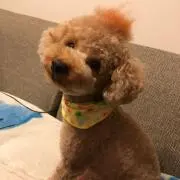 こだま