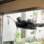 れれ！即購入&金額交渉OKの画像