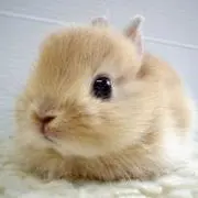 りんたん