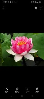 タンタン