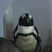 Renoの画像