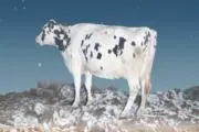 saiの画像
