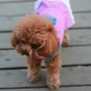 ハル