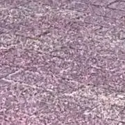 まかの画像