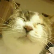 みいちゃんの画像