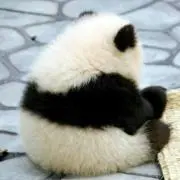 たんぽぽの画像