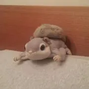 CHACHACOの画像