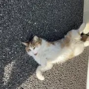 ささぱんだ
