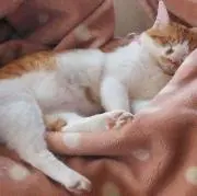 Tの画像