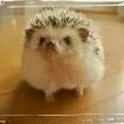 よーちぇき