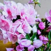 ソフトクリームが好きの画像