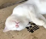 うらちゃん