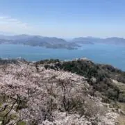久桜