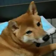 かうこ