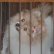 ショコラの画像